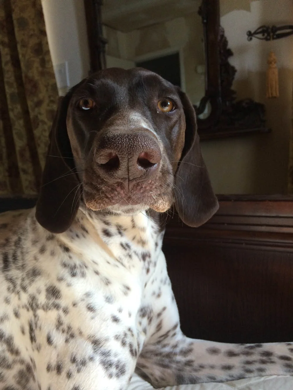English Pointer English Pointer