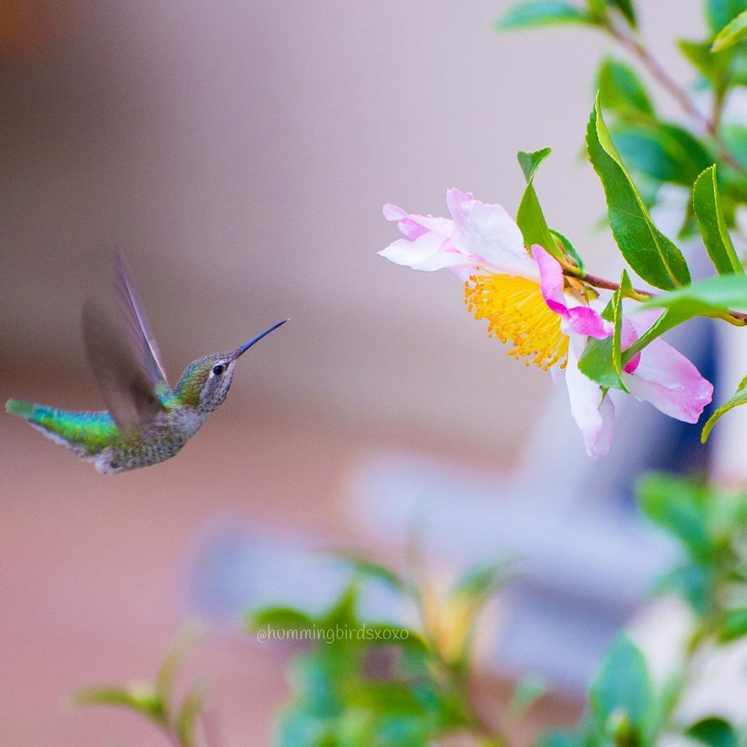 Foto de colibrí Foto de colibrí