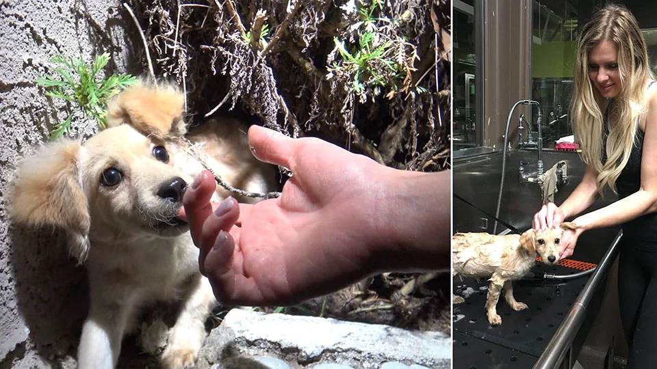 Fox y Loreta Fox y Loreta