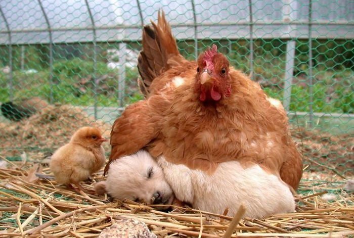 Gallina adopta a perrito Gallina adopta a perrito
