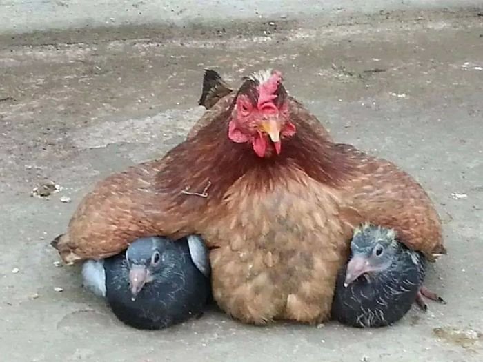 Gallina y palomas Gallina y palomas