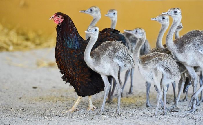 Gallina y polluelos de Ñandú Gallina y polluelos de Ñandú