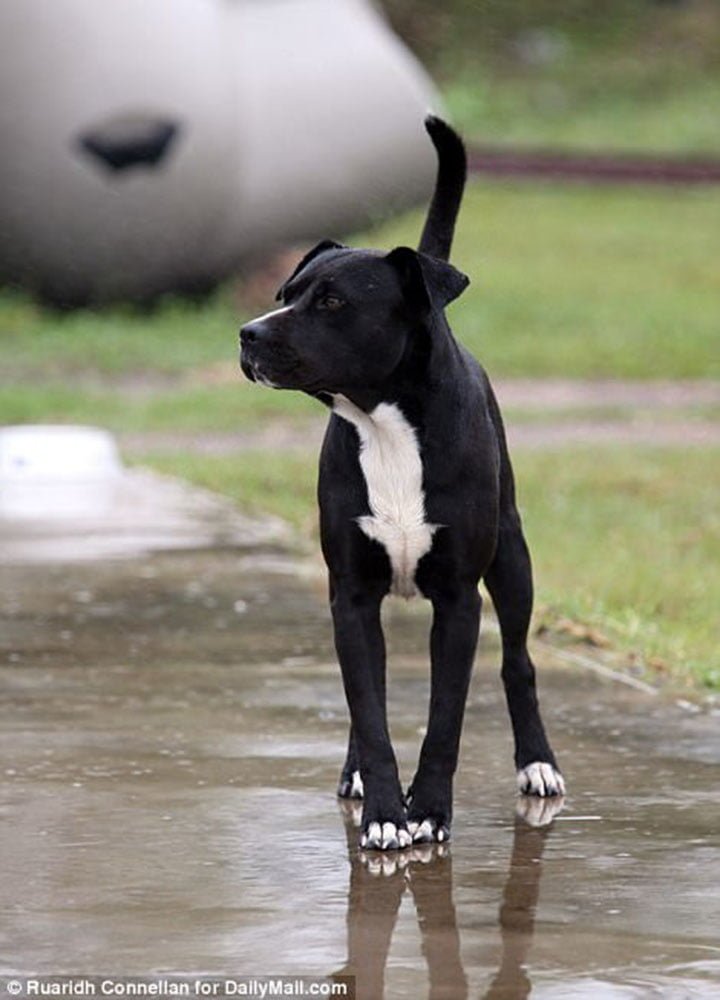 Hermano de Lucky