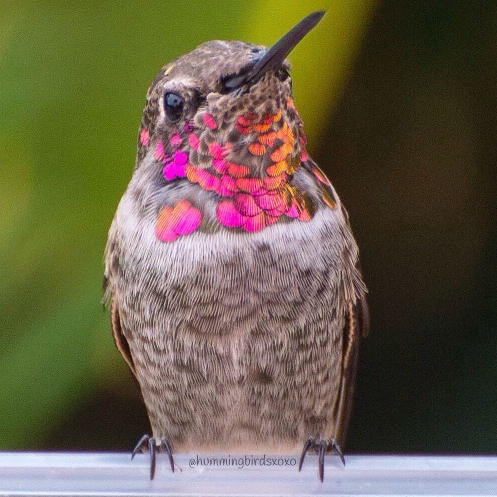 Hermoso colibrí Hermoso colibrí