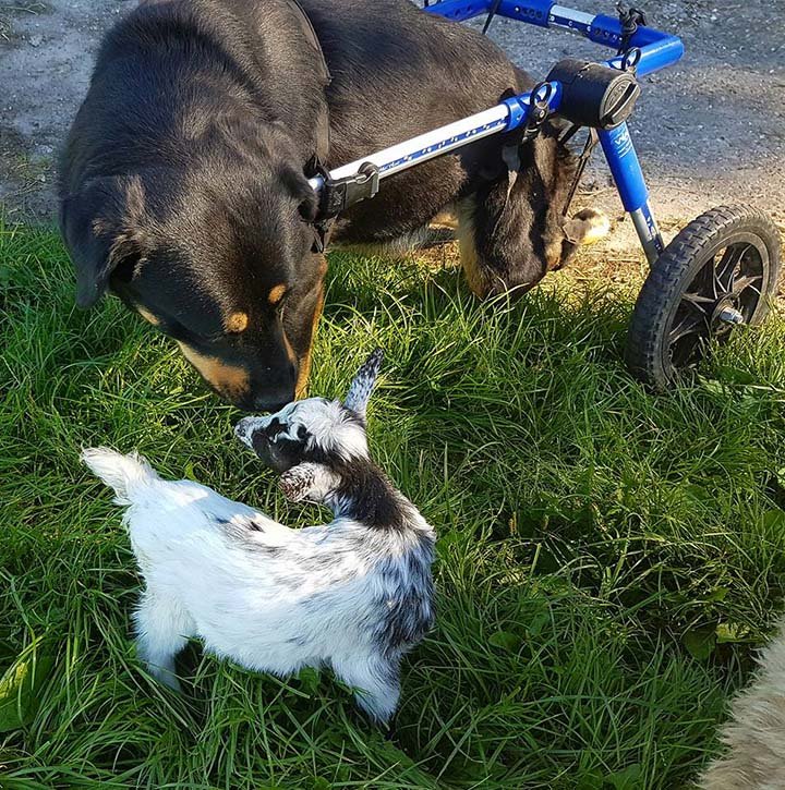 Holly y un cabrito Holly y un cabrito