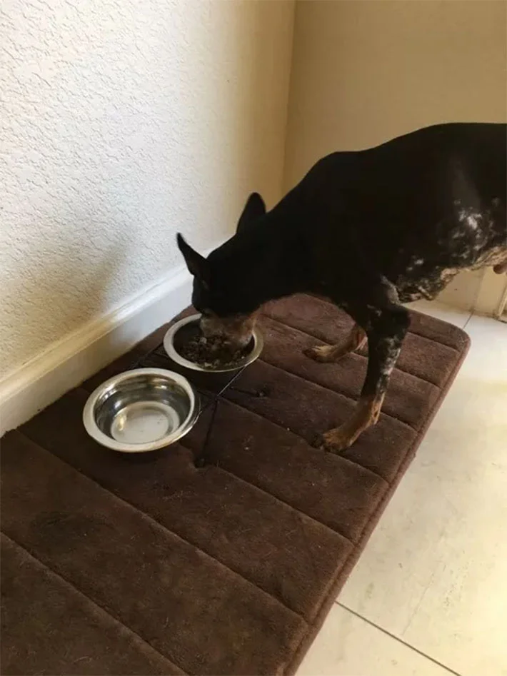 Abuela aparece en un refugio y pregunta por el perro que nadie más quiere 6 Jake comiendo