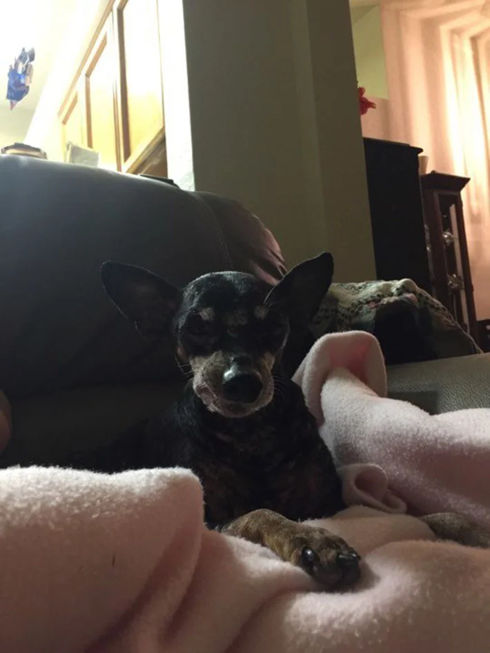 Abuela aparece en un refugio y pregunta por el perro que nadie más quiere 7 Jake es feliz