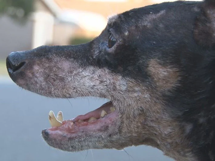 Abuela aparece en un refugio y pregunta por el perro que nadie más quiere 1 Jake