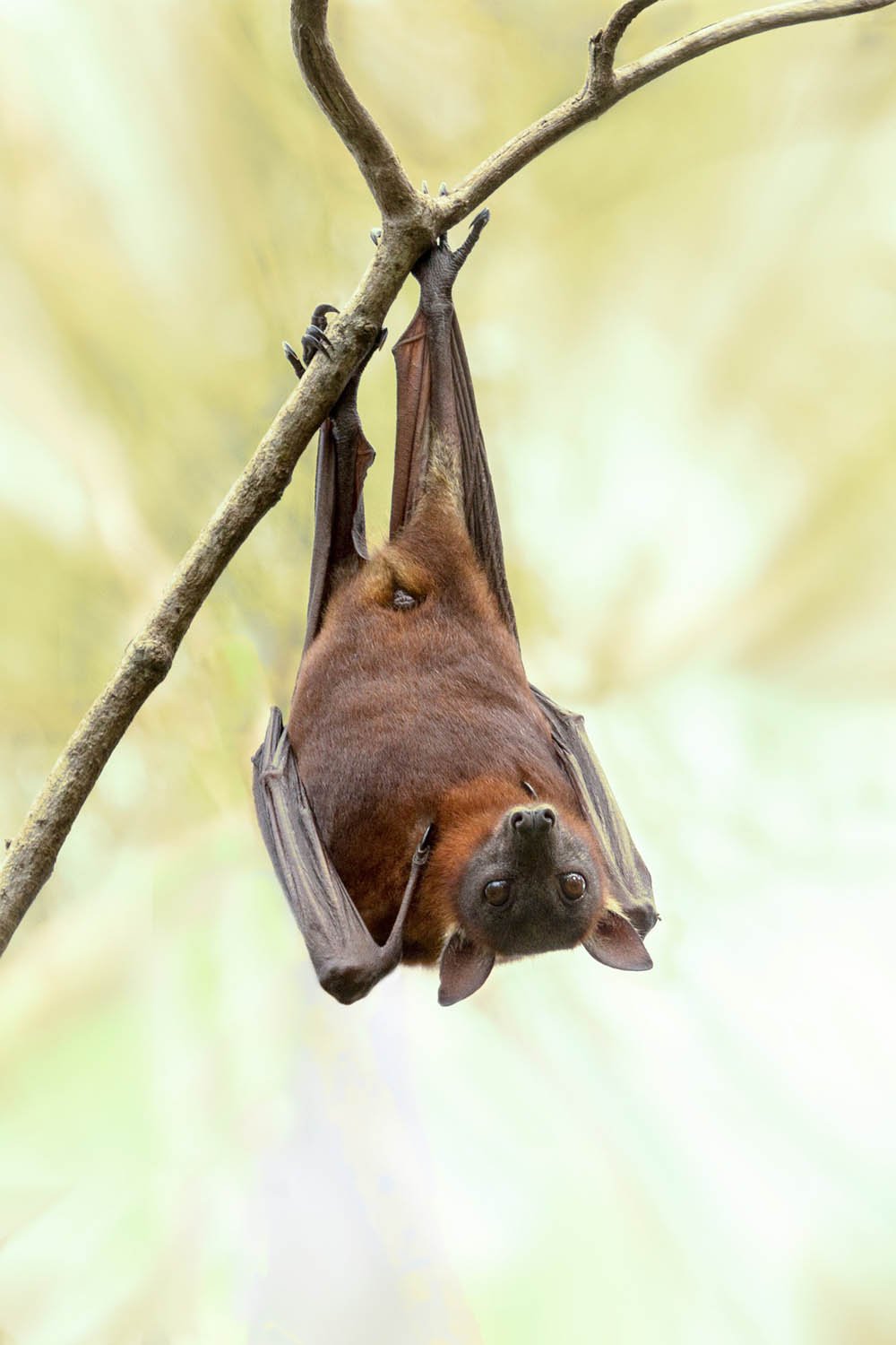 Murciélago | Mamíferos vertebrados Murciélago | Mamíferos vertebrados