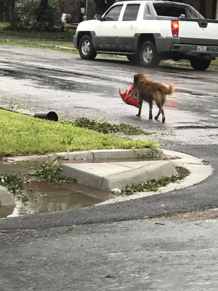 Otis lleva alimento en su boca Otis lleva alimento en su boca