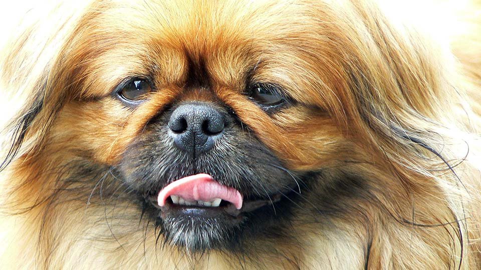 Pekinés o pequinés, cuidados, características y curiosidades