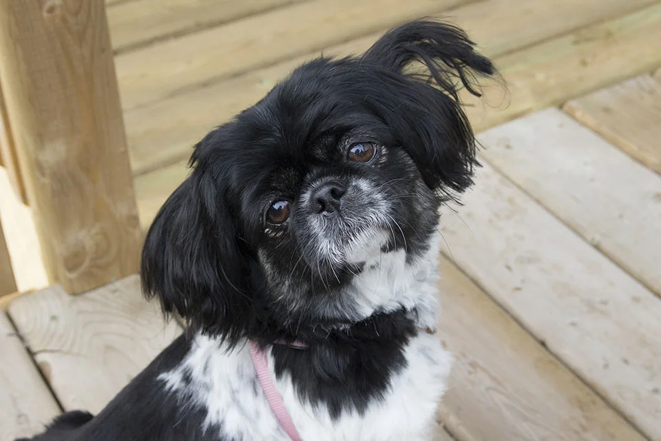 Pekinés negro y blanco