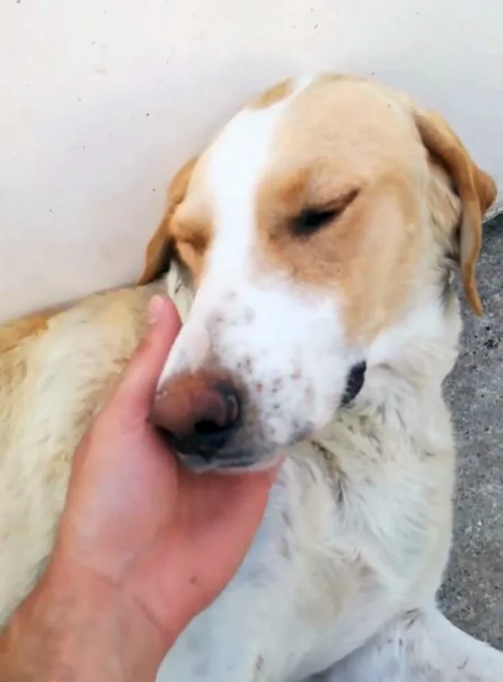 Perra adopta a gatito