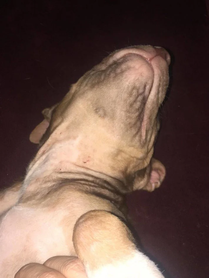 Perrita enferma Perrita enferma