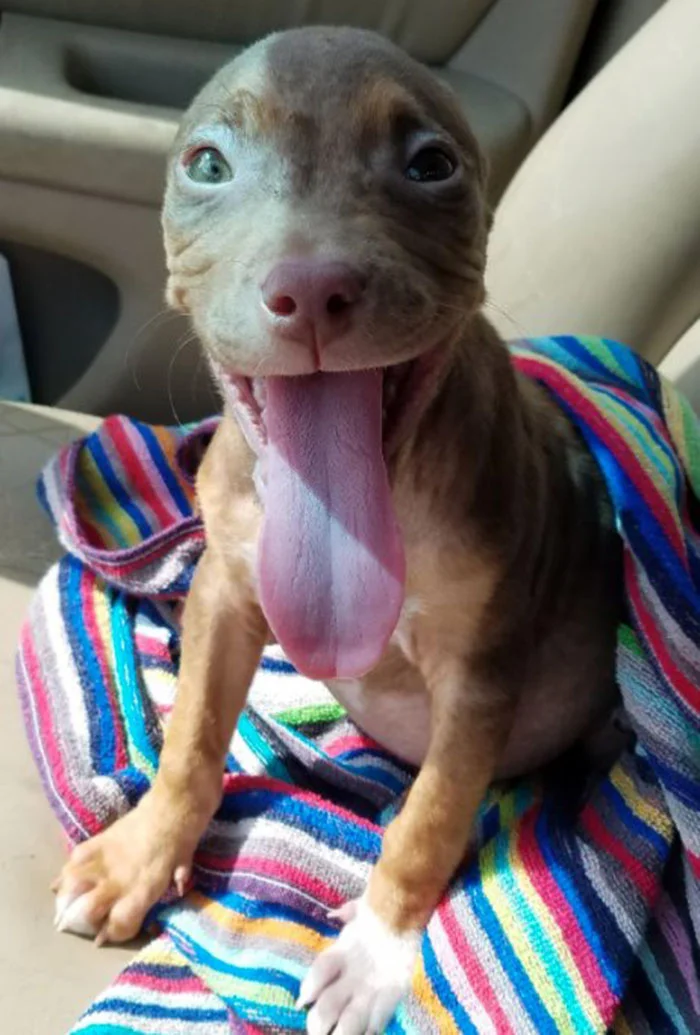 Perrito feliz Perrito feliz