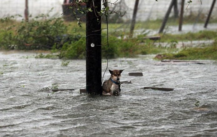 Perro abandonado encadenado durante huracán Harvey