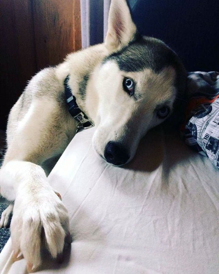 Perro adoptado Perro adoptado