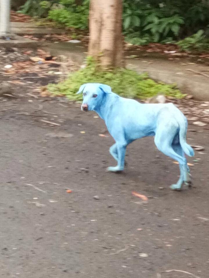 Perro azul Perro azul