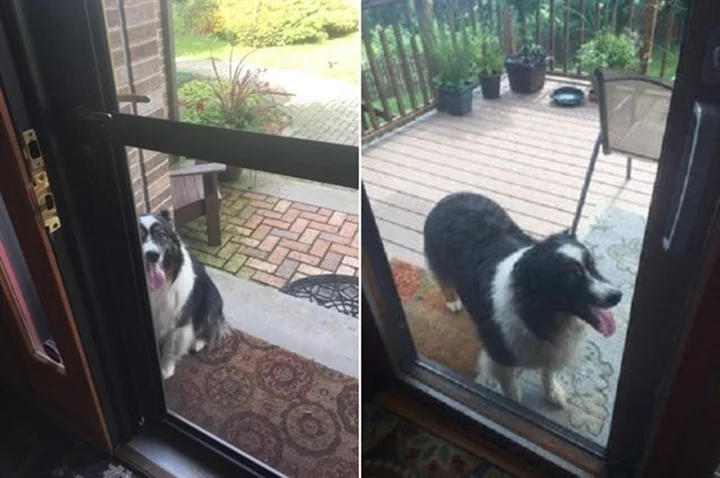 Perro camina 4 cuadras para visitar a su amigo