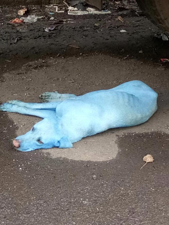 Perro de color azul Perro de color azul