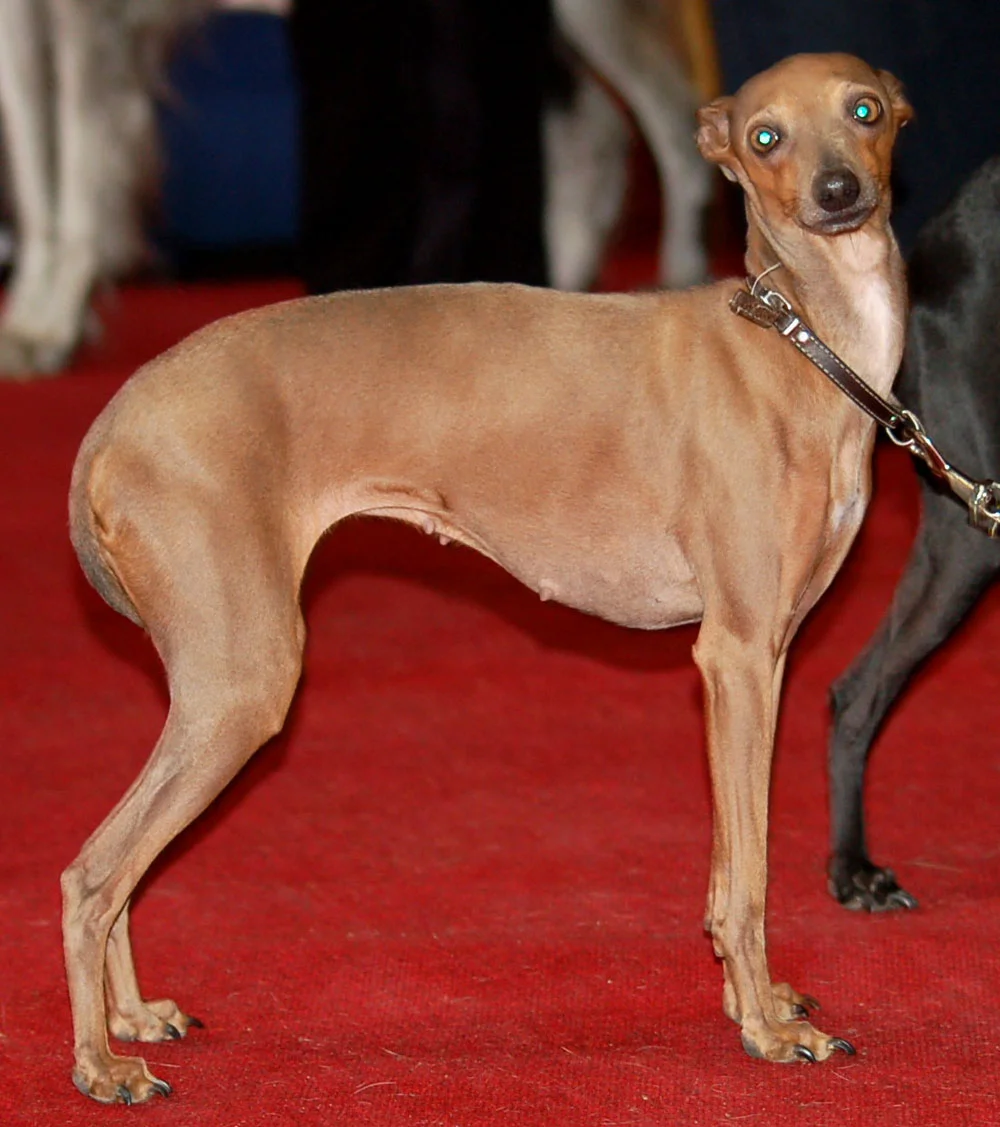 El Galgo italiano puede llegar a vivir entre 13 y 14 años. El Galgo italiano puede llegar a vivir entre 13 y 14 años.