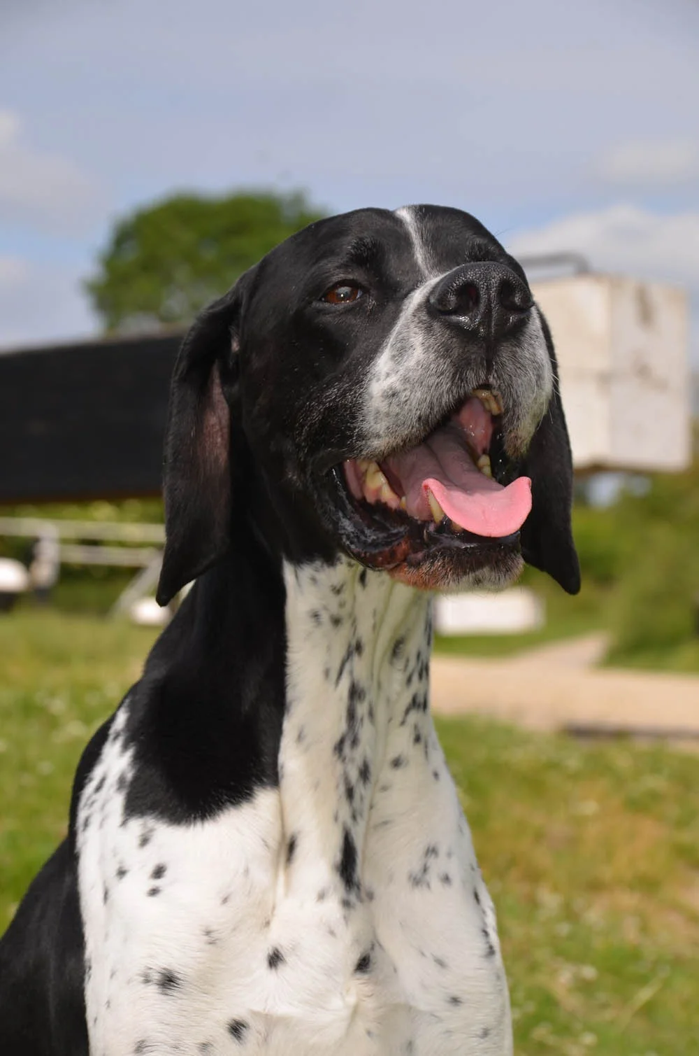 Perro pointer Perro pointer
