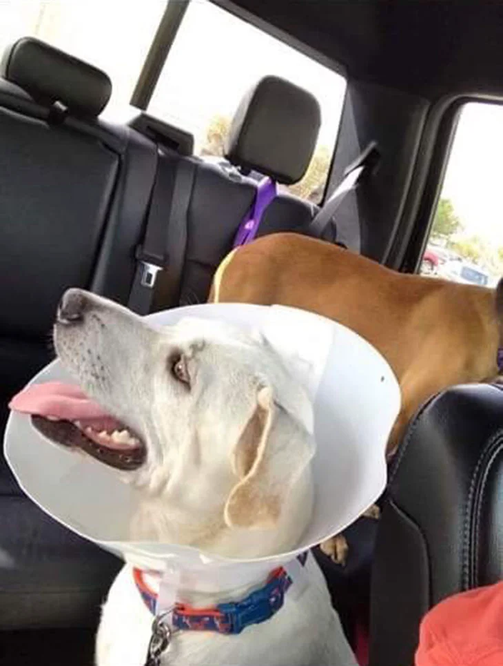 Perro salvado del huracán