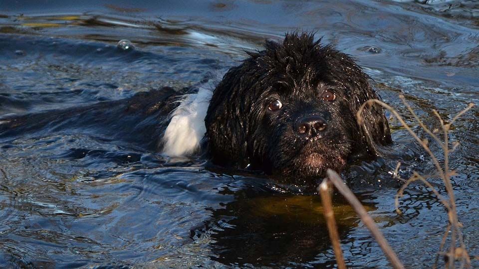 Perro Terranova en el agua