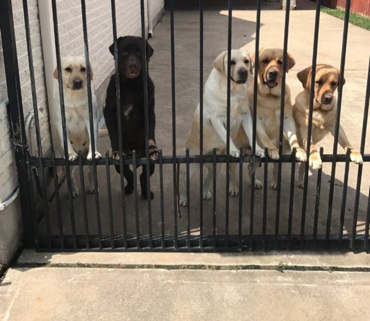 Perros Perros