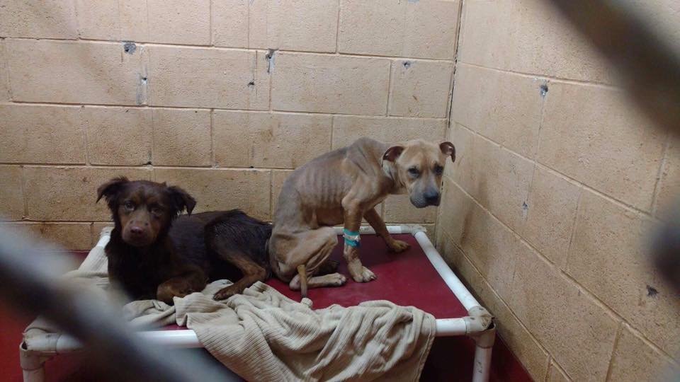 Perros en el refugio Perros en el refugio