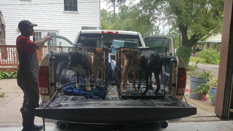 Perros rescatados Houston