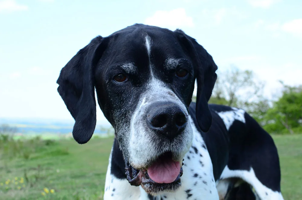 Pointer Pointer