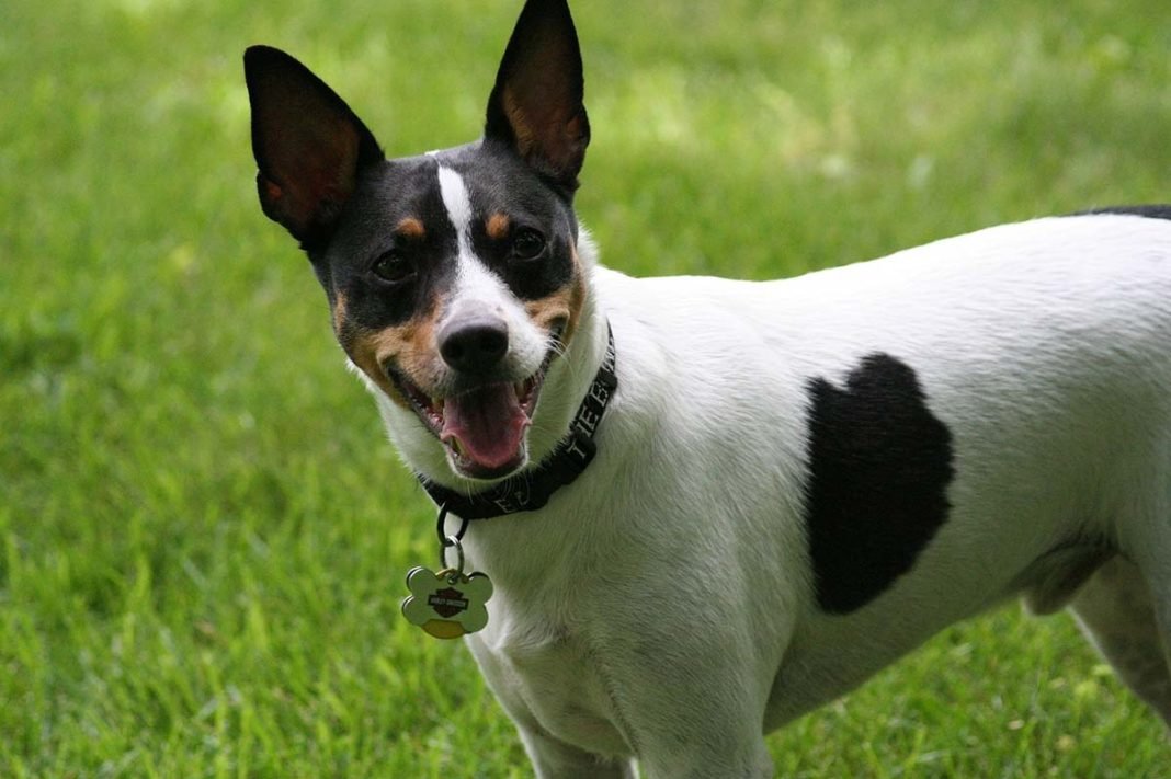 Rat terrier, cuidados, características y curiosidades