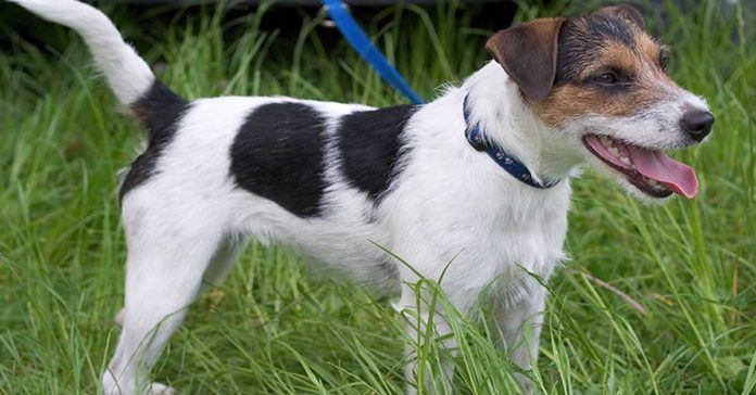 parson russell terrier o Parson Jack Russell