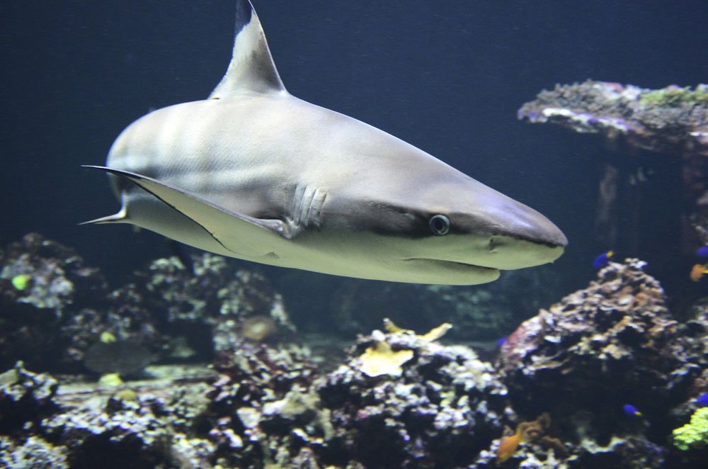 Tiburón | Peces vertebrados Tiburón | Peces vertebrados