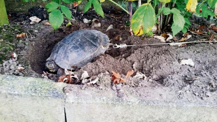 Tortuga encadenada de un agujero en su caparazón