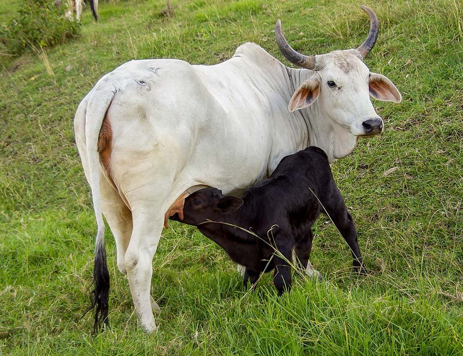 Vaca y ternero