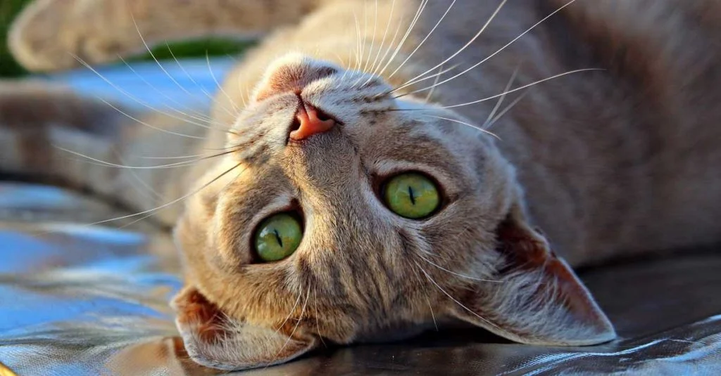 Te Enseñamos Cómo Preparar un Botiquín para Gatos 3 Vómito en gatos