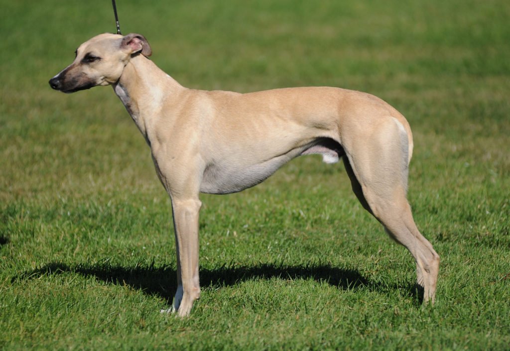 whippet-dog-name-origin-at-terri-cunningham-blog