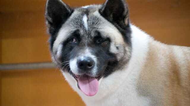 Cara de un akita americano blanco, negro y gris con la boca abierta