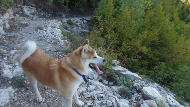 Akita inu rojo y blanco de pie sobre las rocas de un sendero de montaña