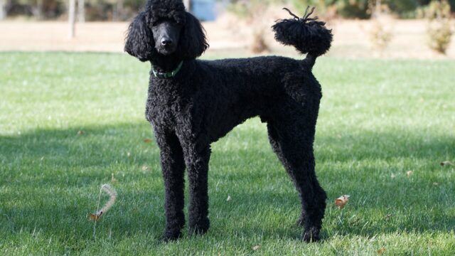 Caniche estándar negro de pie sobre el pasto, atento