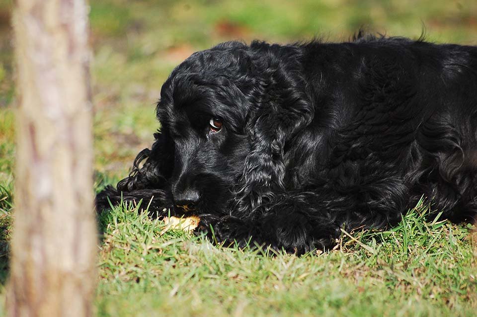 cocker saniel inglés negro cocker saniel inglés negro