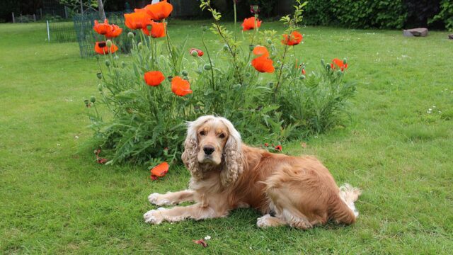Cocker spaniel inglés dorado echado en un jardín junto a unas amapolas