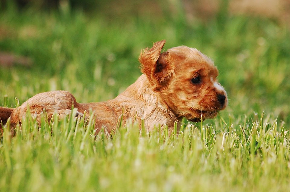 cocker spaniel inglés cachorro cocker spaniel inglés cachorro