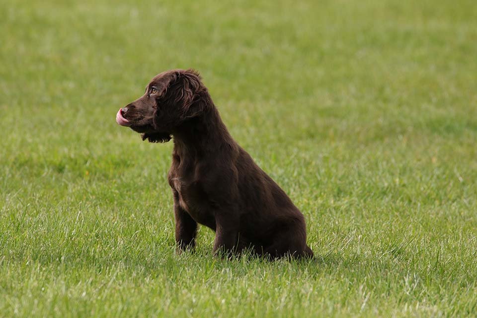 cocker spaniel inglés café cocker spaniel inglés café