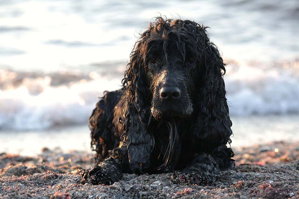 cocker spaniel inglés negro en el lodo cocker spaniel inglés negro en el lodo