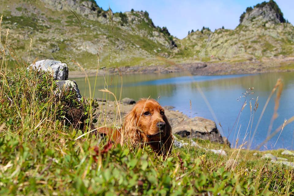 dog cocker spaniel inglés dog cocker spaniel inglés