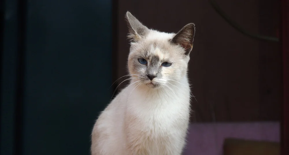 El vómito en gatos El vómito en gatos