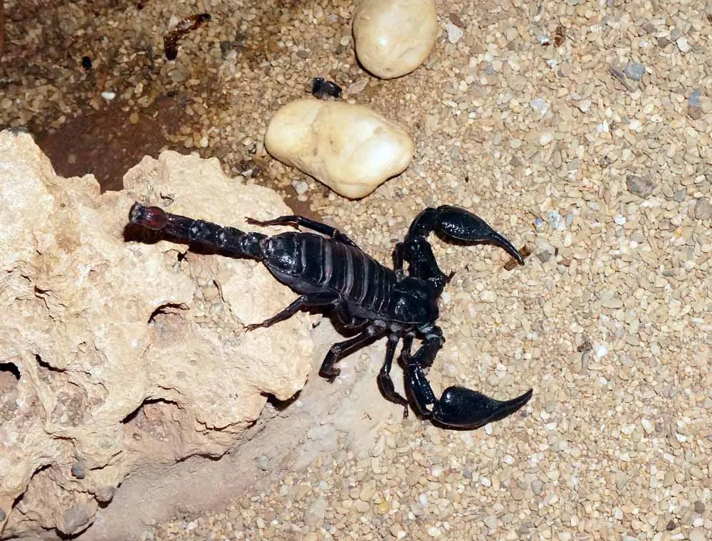 Escorpión - Arácnidos invertebrados